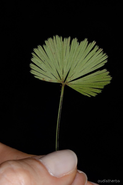 Actiniopteris dichotoma leaf1.jpeg